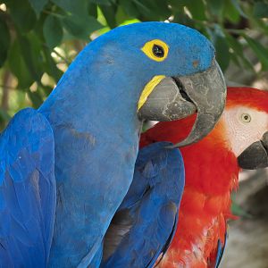 South America - Walk-through Aviary Yard - Hyacinth Macaw