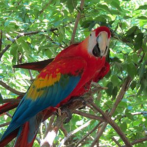 South America - Walk-through Aviary Yard - Scarlet Macaw
