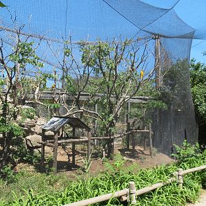 South America - Blue-crowned Motmot and Others Exhibit