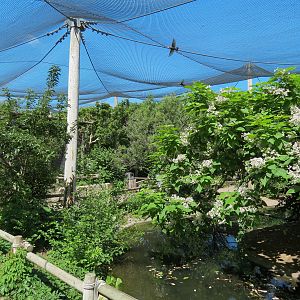 South America - Walk-through Aviary Yard