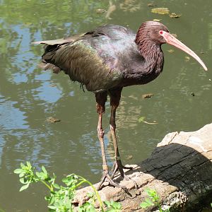 South America - Walk-through Aviary Yard - Puna Ibis