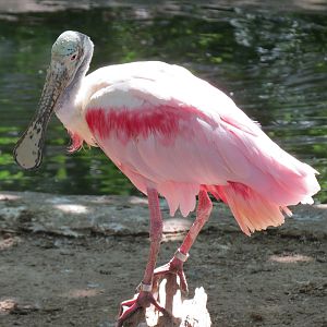 South America - Walk-through Aviary Yard - Roseate Spoonbill