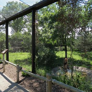 South America - Maned Wolf Exhibit