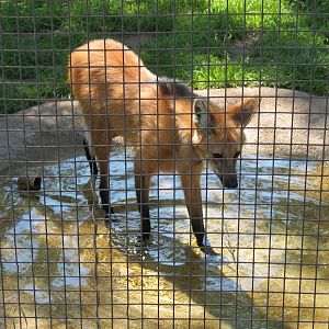 South America - Maned Wolf Exhibit