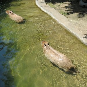 South America - Walk-through Aviary Yard - Capybara Exhibit