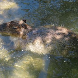 South America - Walk-through Aviary Yard - Capybara Exhibit