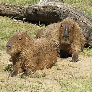 South America - Walk-through Aviary Yard - Capybara Exhibit