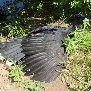 South America - Walk-through Aviary Yard - Blue-knobbed Curassow