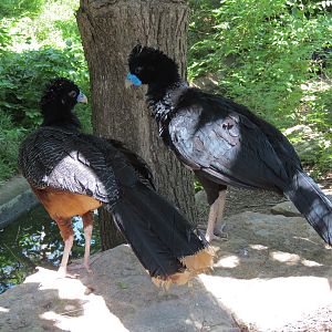 South America - Walk-through Aviary Yard - Blue-knobbed Curassow