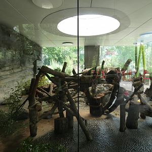 Female Giant Panda Indoors