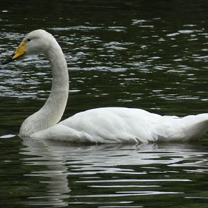 Bewick's Swan