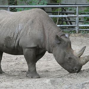 Eastern Black Rhino