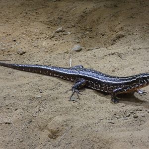 Four-striped Plated Lizard