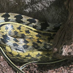 Stripe-tailed Ratsnake