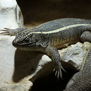 Giant Plated Lizard