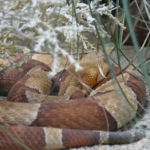 Trans-pecos Copperhead