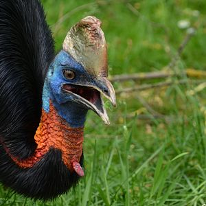 Red-necked cassowary (Casuarius unappendiculatus rufotinctus)