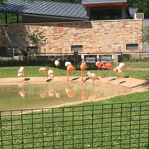 New Flamingo Viewing + New Bathrooms