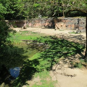 Africa - Reticulated Giraffe and Others Exhibit