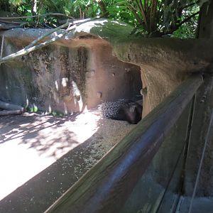 Africa - Crested Porcupine Exhibit