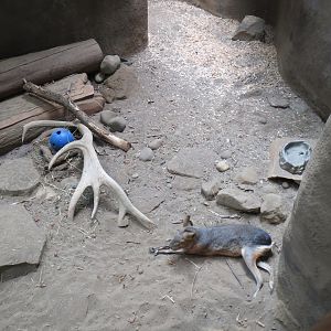 Africa - Patagonian Mara Exhibit