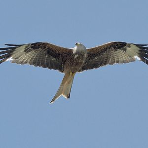Wild red kite