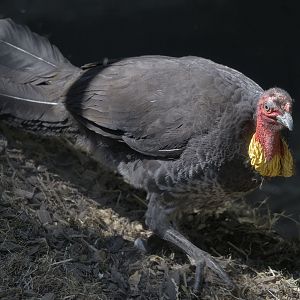 Bush turkey nest maintenance