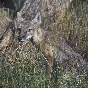 Corsac fox