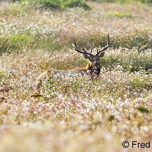Tule Elk (wild)