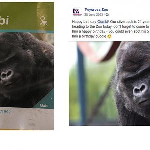 Oumbi Birthday Riddle