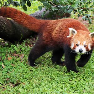 Red Panda (Ailurus fulgens)