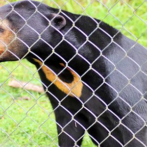 'Maly'- Sun Bear (Helarctos malayanus)