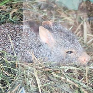 Rufous Bettong (Aepyprymnus rufescens)