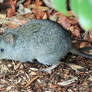 Long-nosed Potoroo (Potorous tridactylus)