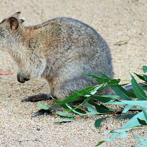 Quokka (Setonix brachyurus)