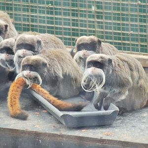 Emperor Tamarins (Saguinus imperator)