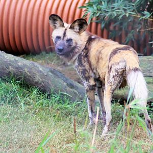 African Wild Dog(Lycaon pictus)