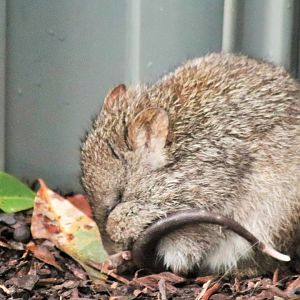 Long-nosed Potoroo (Potorous tridactylus)