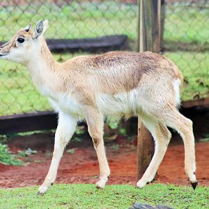 Blackbuck (Antilope cervicapra)