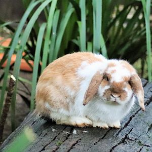 Domestic Rabbit