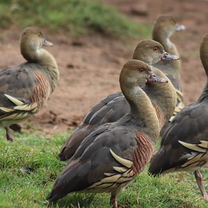 Plumed Whistling Duck(Dendrocygna eytoni)- Wild