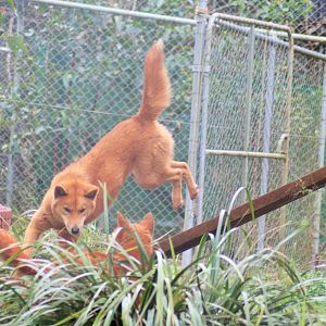 Dingo (Canis lupus dingo)