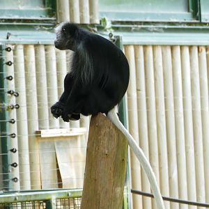King colobus , July 2018