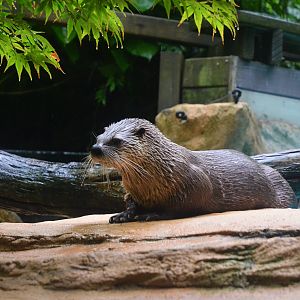 North American River Otter at La Flèche, 11/06/18