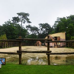 Giraffe Paddock at La Flèche, 11/06/18