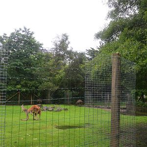 Australian Paddock at La Flèche, 11/06/18
