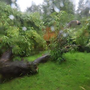 Rather Damp Serval Enclosure at La Flèche, 11/06/18