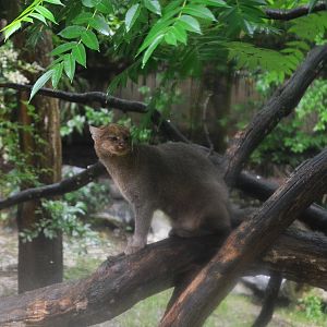 Jaguarundi at La Flèche, 11/06/18