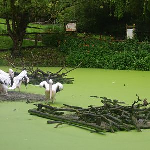 Pelican Pond at La Flèche, 11/06/18