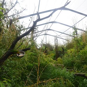 Lorikeet Walkthrough at La Flèche, 11/06/18